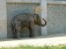slon africký.jpg