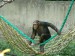 šimpanz učenlivý.jpg